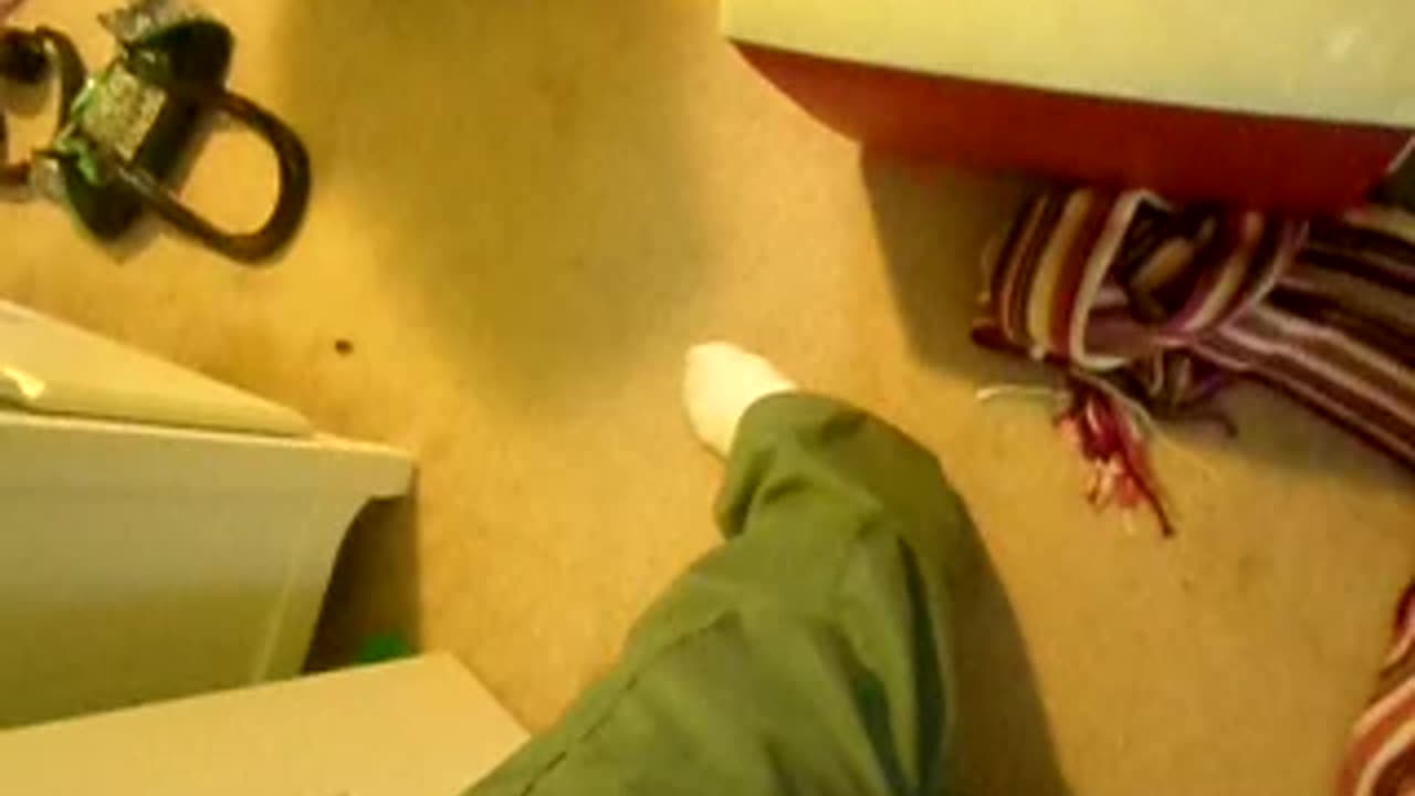 Tiger salamander in it's temporary enclosure