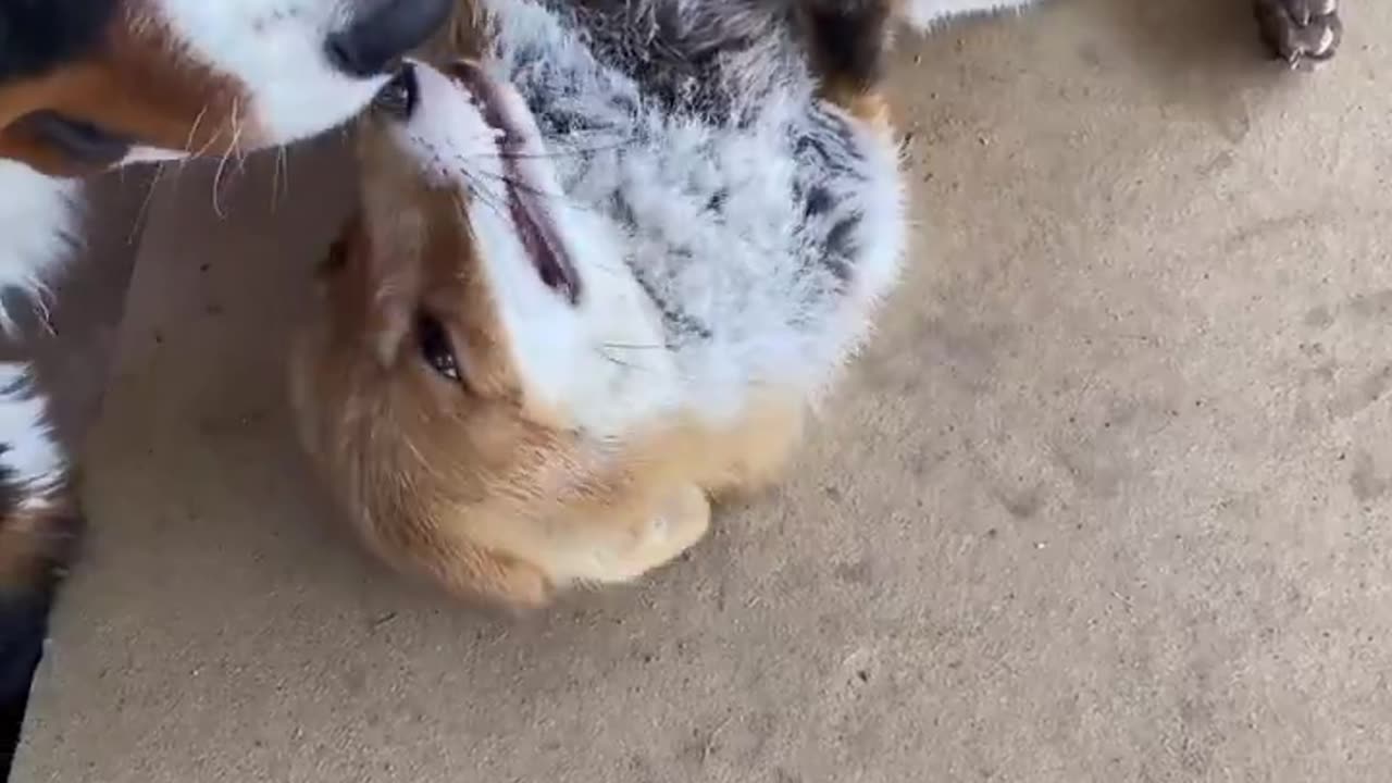 Kiki's biggest weakness? Dogs! 😂🐕