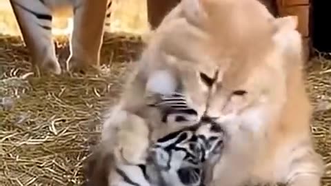 Cat vs Tiger Cub