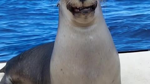 Happy Seal 🦭 #funnyvideos #sealife #seal