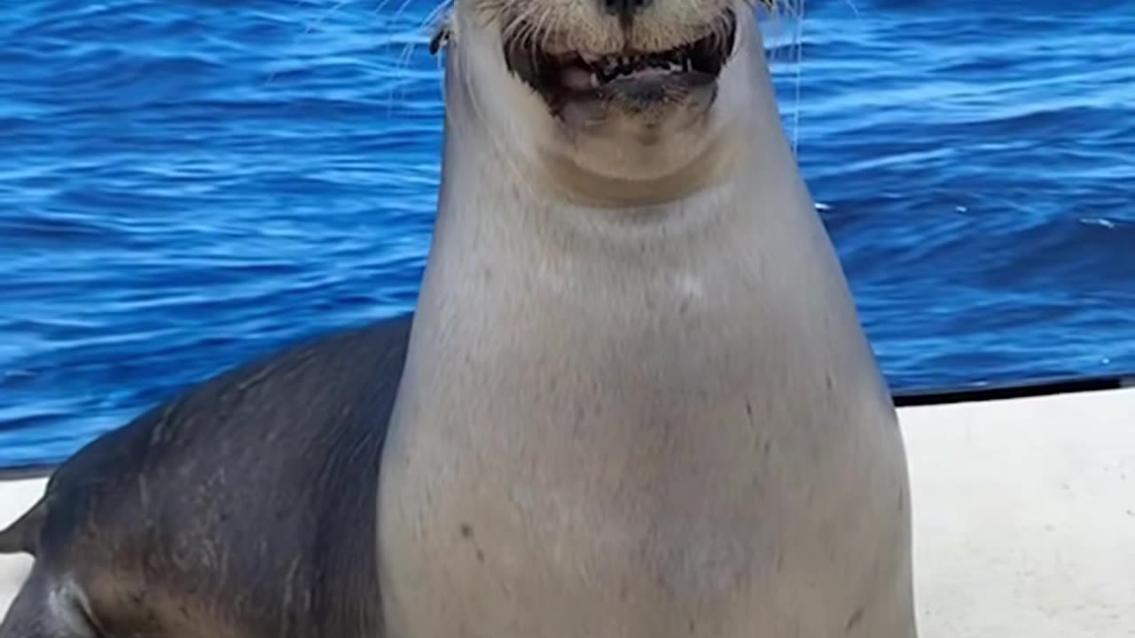 Happy Seal 🦠#funnyvideos #sealife #seal
