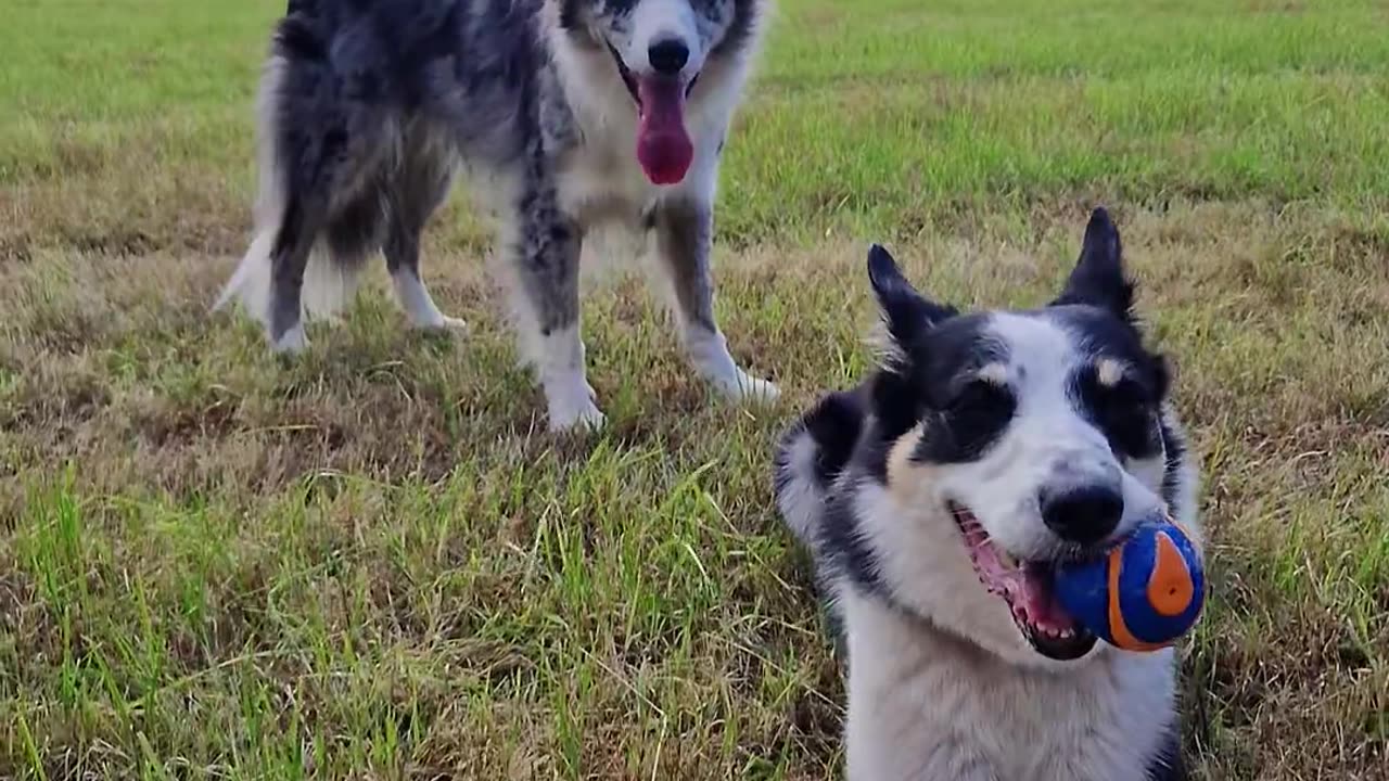 🤣🐑 You Won't Believe This Herding Instinct Fail! | FunFM