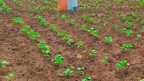 Cotton cultivation in Sudan