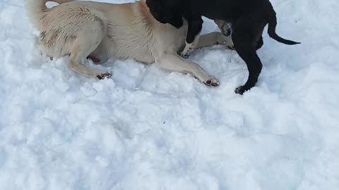 Funny Dogs Playing together