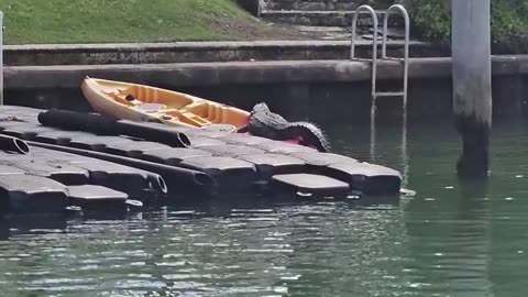 Crocodile Sunbathing in a Kayak