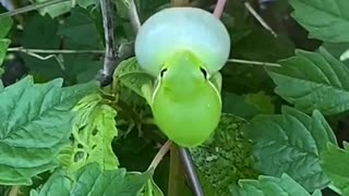 😂🐸 This Frog's Morning Alarm is the CUTEST Fail! | FunFM