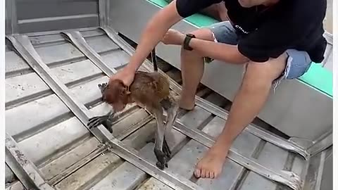 Funny animals