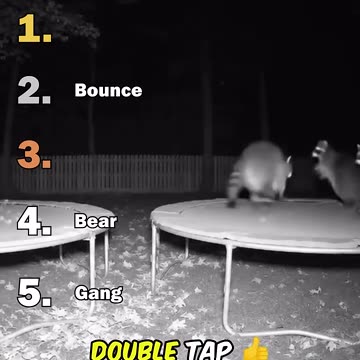 The Ultimate Funny Animal Guide 😂