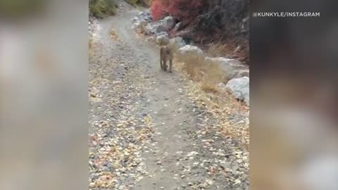 Amazing: Viral video shows cougar stalking Utah hiker in terrifying 6-minute enc