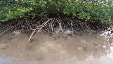 Teamwork in the Mangrove Forest | Searching for Crabs - Part 4