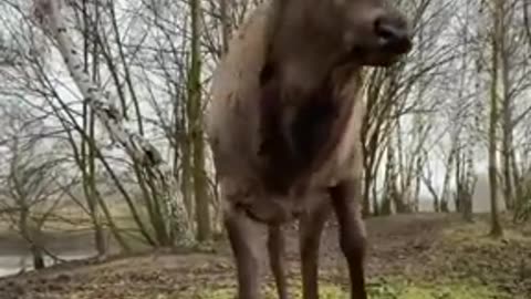Deer not impressed with the humans behaviour