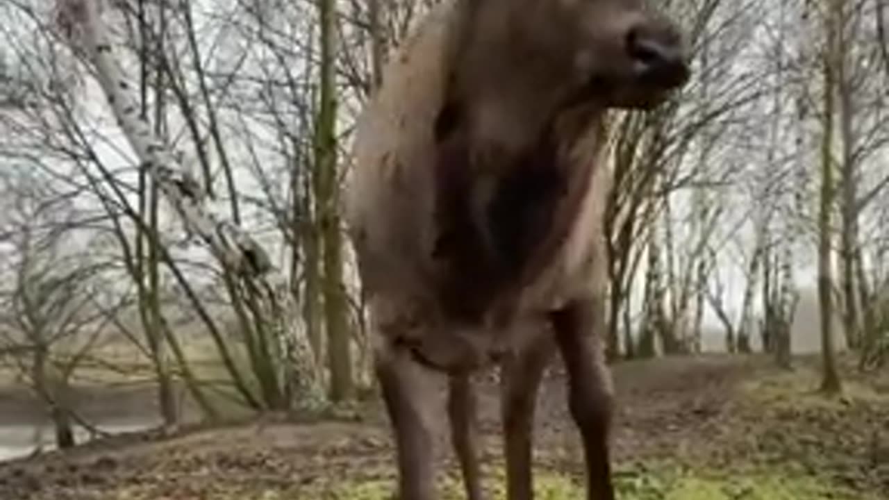 Deer not impressed with the humans behaviour