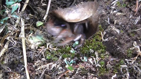 Trapdoor Spider Has A Quick Snatch