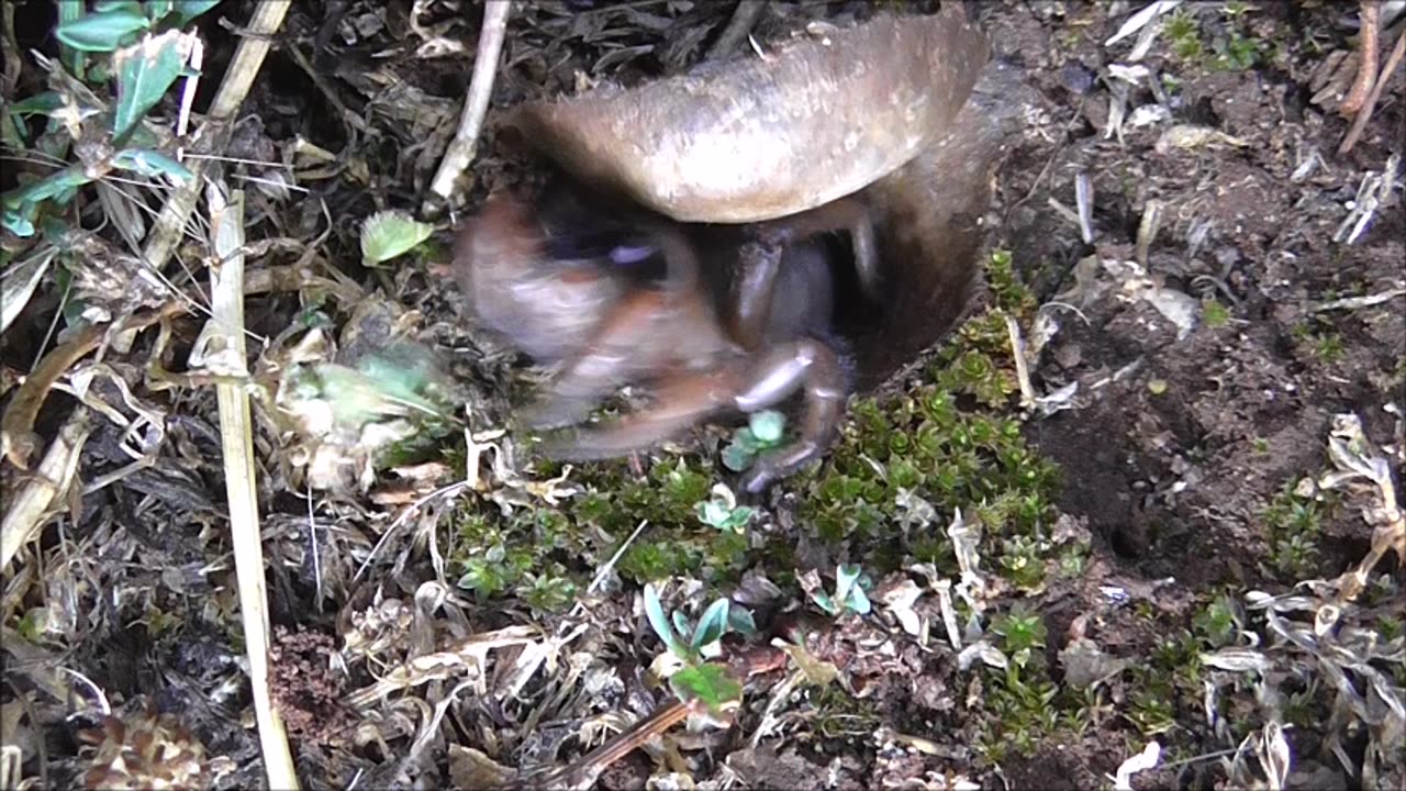 Trapdoor Spider Has A Quick Snatch