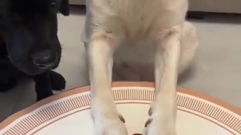 Dog سگ بازیگوش