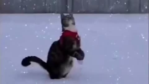 Cats discovering snow at Christmas