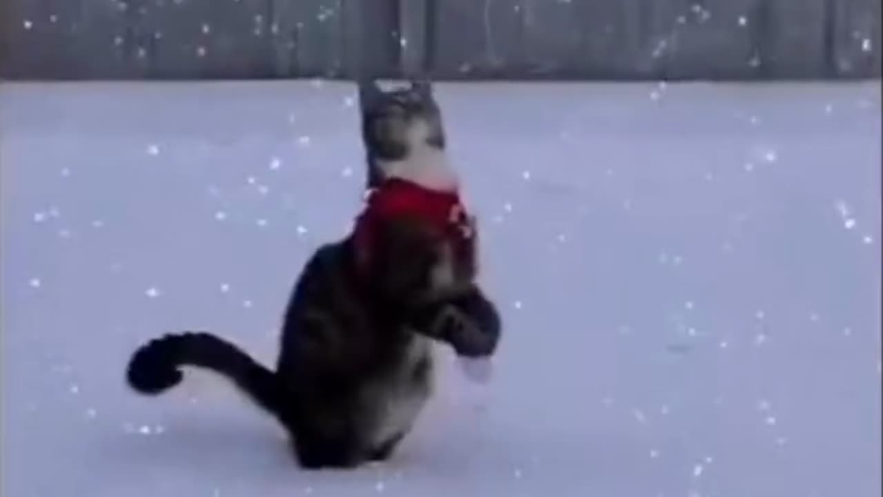 Cats discovering snow at Christmas