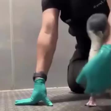 When your favorite person comes to see you. Penguin's hilarious reaction.