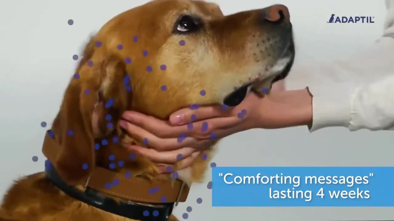 Adaptil collar - How to use?