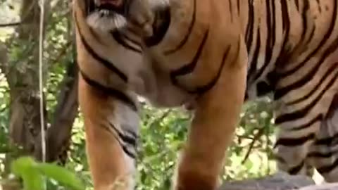 When the Tiger Roars, the Jungle Listens"