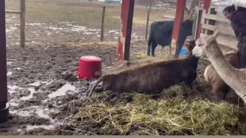 Owen Benjamin's Wife & Cow Stuck In Mud