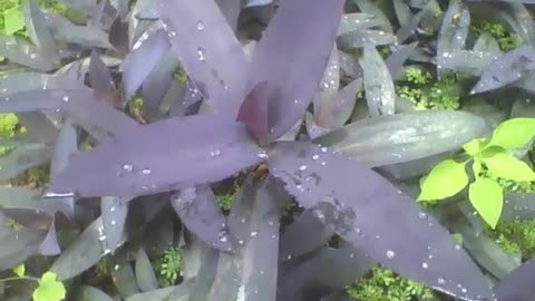 A small garden with several purple heart plants with raindrops [Nature & Animals]