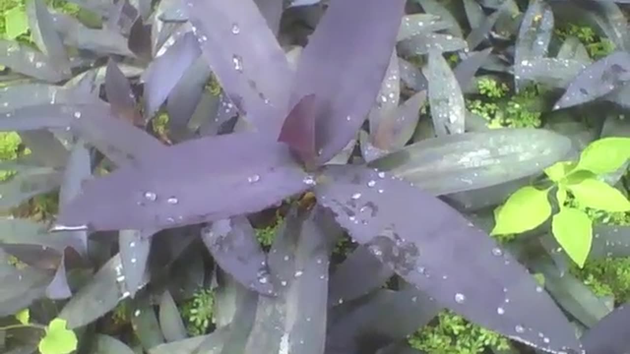 A small garden with several purple heart plants with raindrops [Nature & Animals]