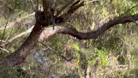 Kookaburra Steals Golf Ball