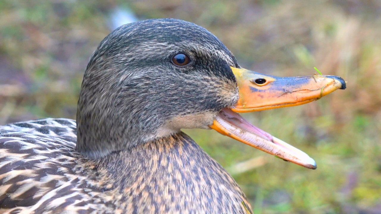 Female Mallard Duck Hen Close-up Video Portraits