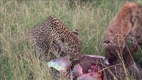 Predator Truce Caught on Camera — Leopard & Hyena Share Warthog! 🐆🍖🦁 (Leopard V Hyena Part 2)
