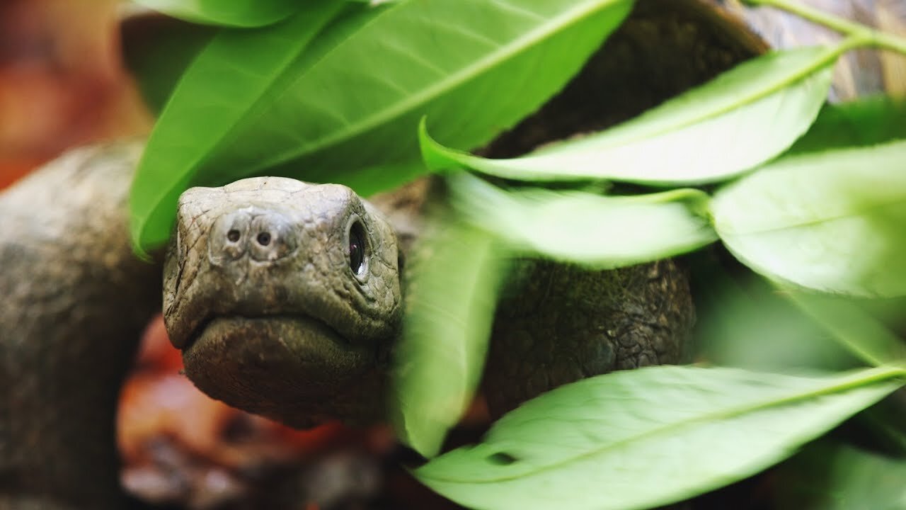 Spy Tortoise Adopted by Chimpanzee