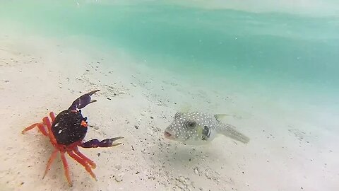 Puffer fish VS Crab