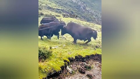 Yak's Rage