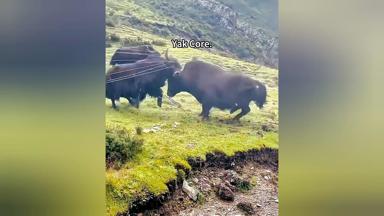 Yak's Rage