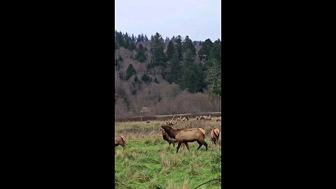 elk