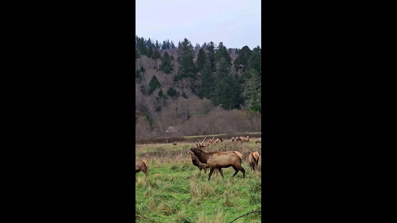 elk