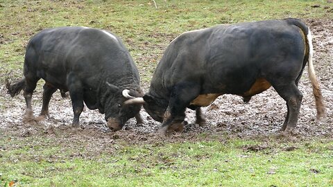 Mrki od Edina Pračalića vs Mandžipoko od Živčića Dar Mar 2025