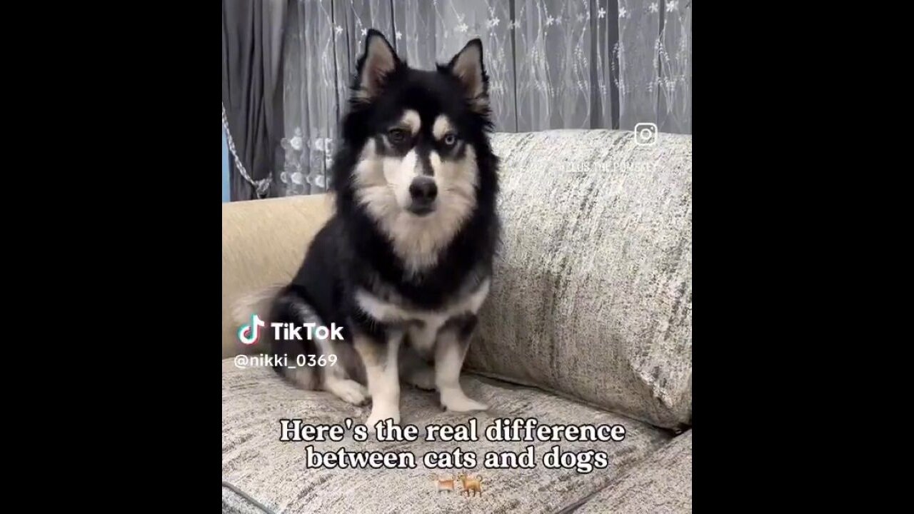 Here's The Real Difference Between Cats And Dogs