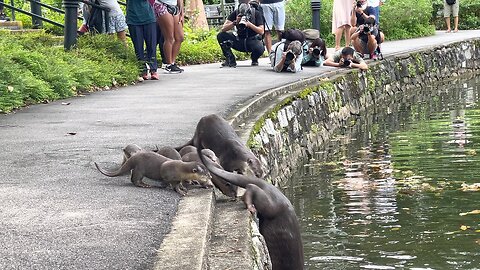 Nervous Otter Pups Get Swimming Lesson at Singapore Botanic Gardens