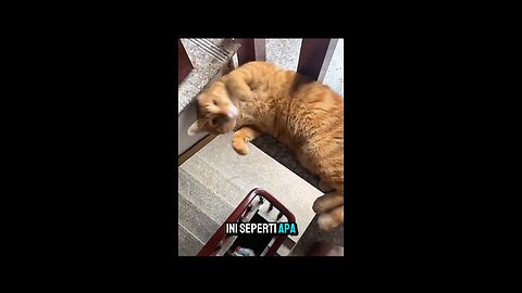 Bayangan menjadi kenyataan, kucing ini benar terjatuh!!