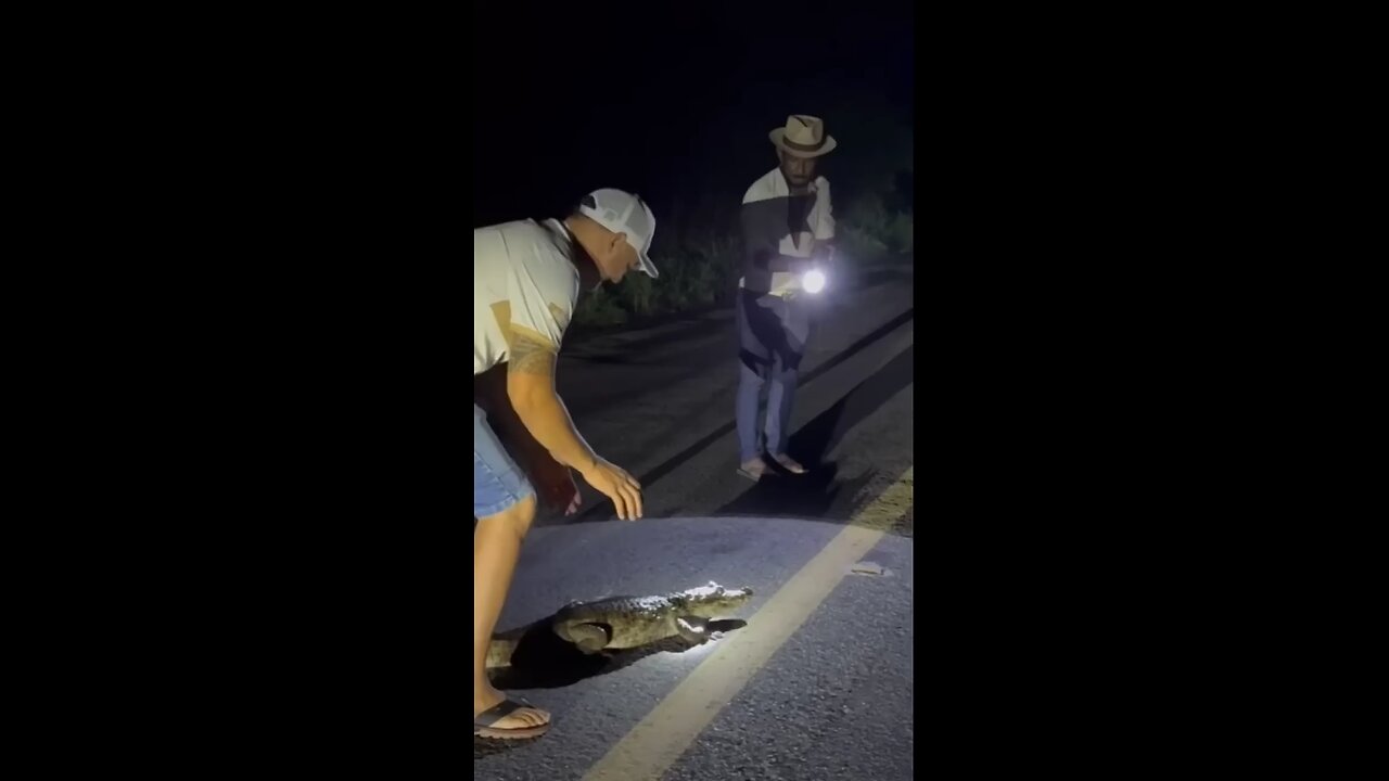 Despite its small size, the animal has incredible strength.