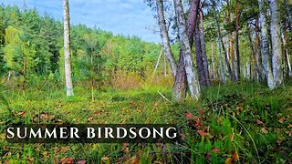 Summer Forest Wetland Birdsong • Lush Marsh Birds & Natural Forest Ambienc