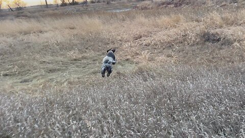 Coffee with Dr. Chicken