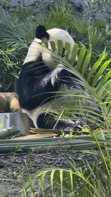 What Does a Panda Eat? We Found Out in Macau!