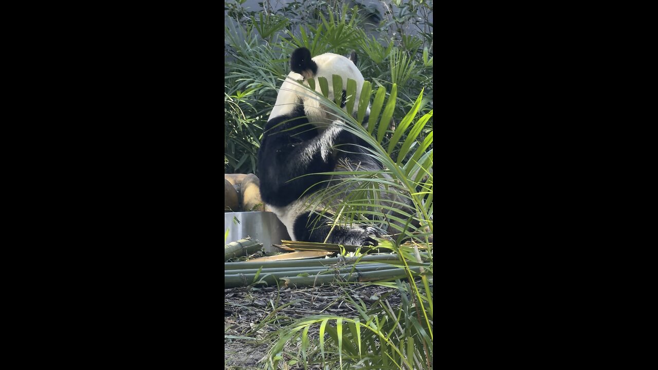 What Does a Panda Eat? We Found Out in Macau!