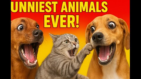 Funny animals - Funny cats _ dogs Video