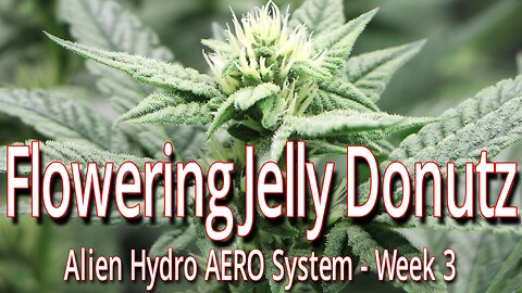 Flowering Jelly Donutz In The Alien Hydro AERO System, Week 3