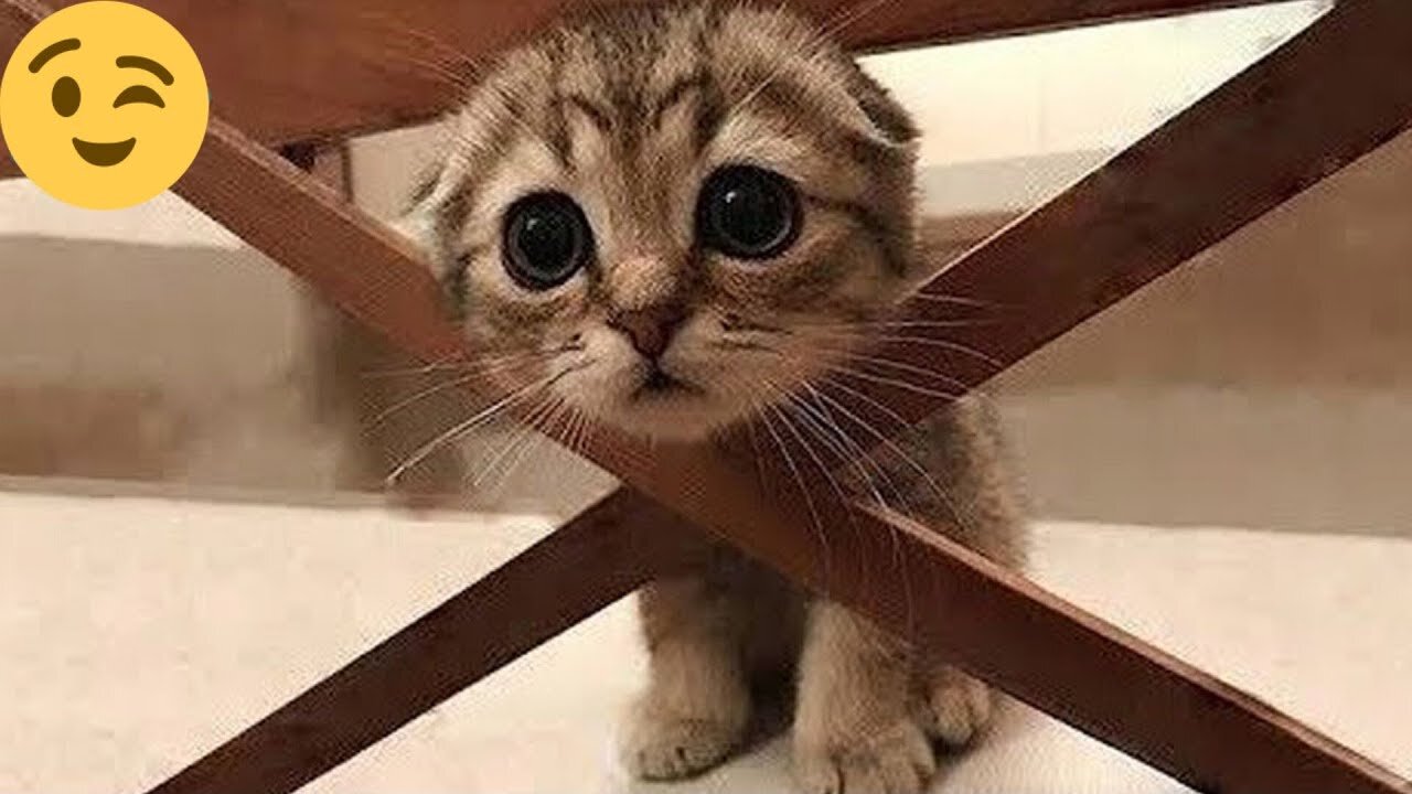 12 minutes of adorable ๐ฅฐcats and kittens videos to keep you smiling ๐๐