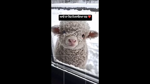 Cute Baby Sheep 🐑