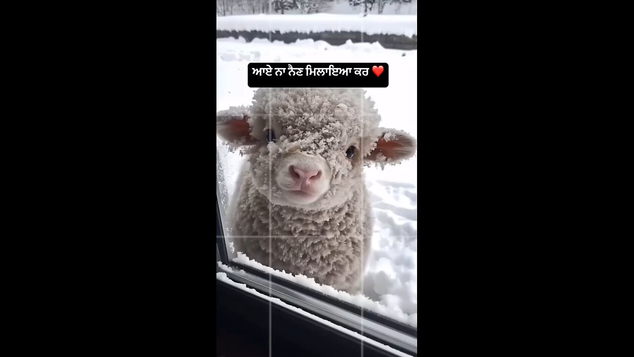 Cute Baby Sheep 🐑